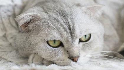 华能天成融资租赁100,000万元25天成租赁SCP012将兑付