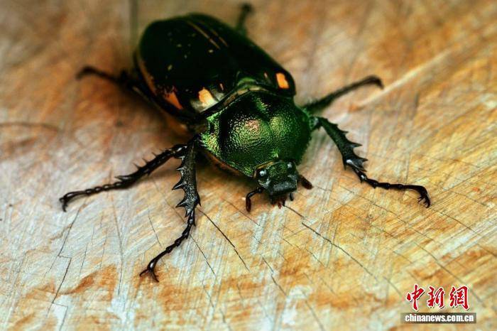 武夷山国家公园再现“生态哨兵”阳彩臂金龟