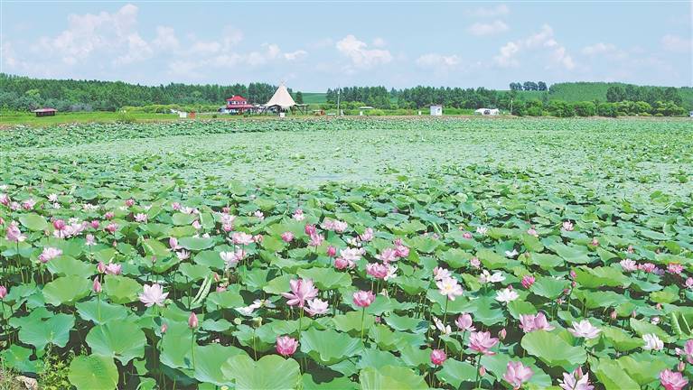 绥化金龟山庄 万亩碧荷映日红