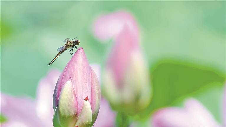 绥化金龟山庄 万亩碧荷映日红