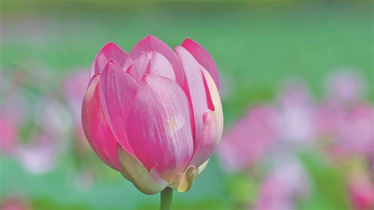 绥化金龟山庄 万亩碧荷映日红