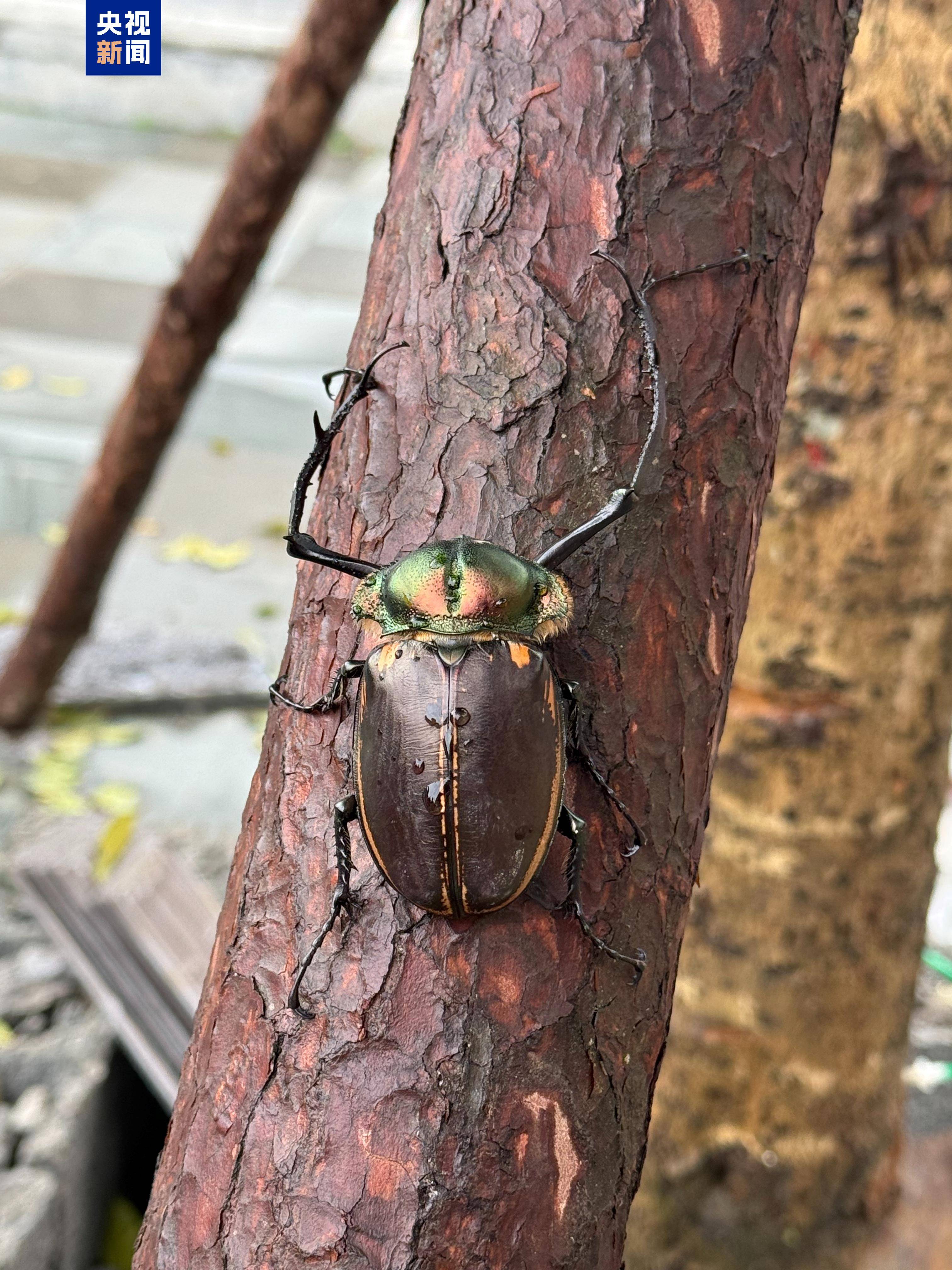 陕西首次在野外发现“昆虫界大熊猫”阳彩臂金龟活体