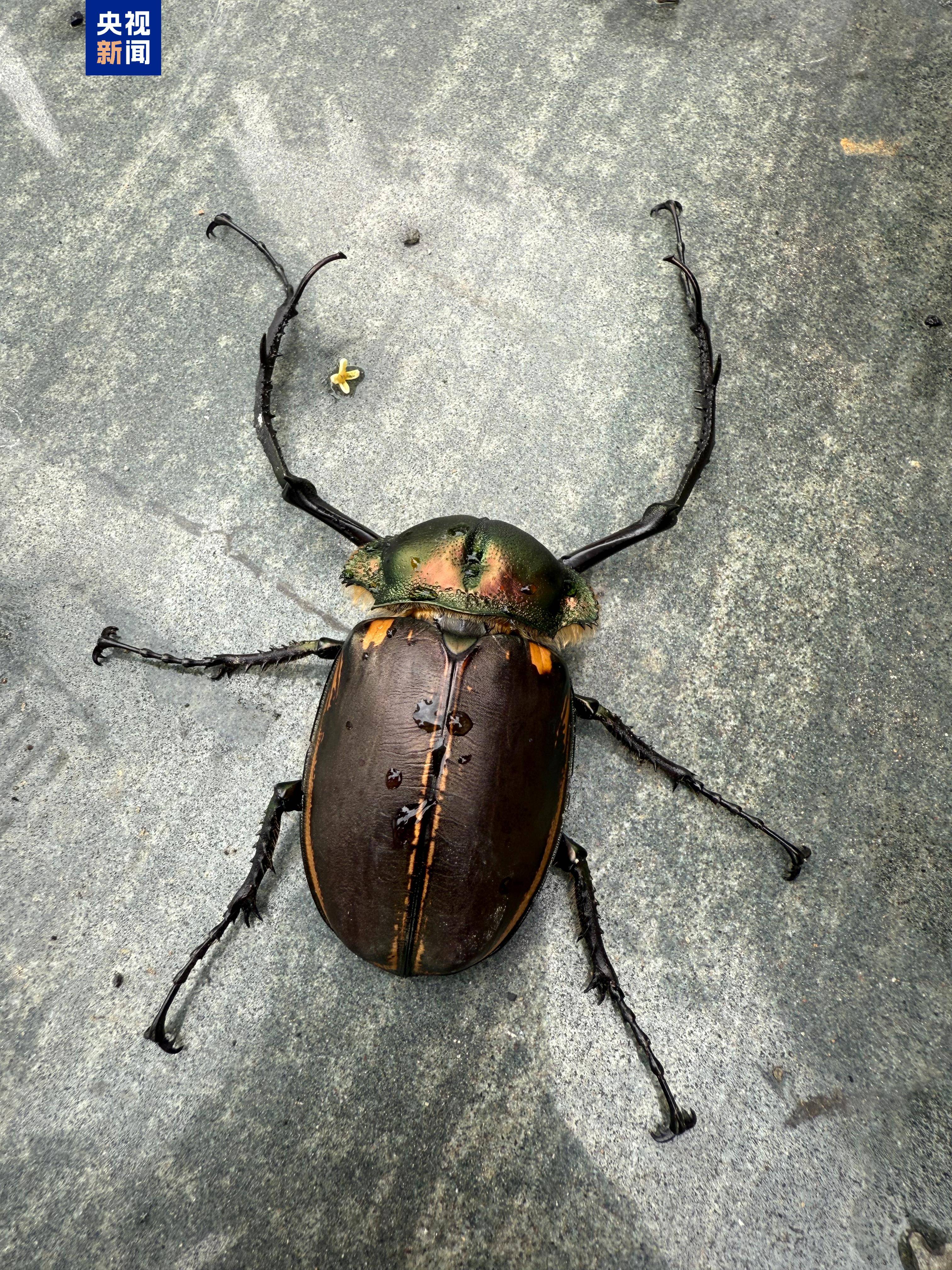 陕西首次在野外发现“昆虫界大熊猫”阳彩臂金龟活体