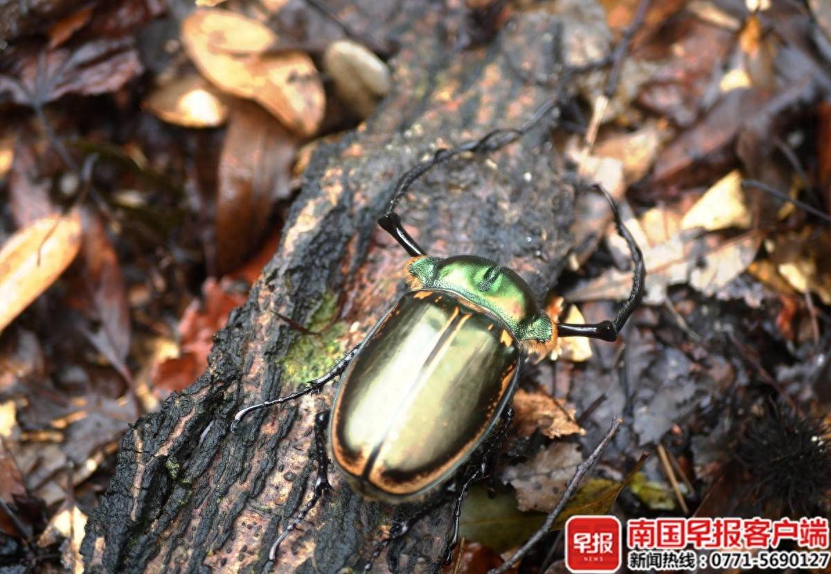 好华丽！“昆虫界大熊猫”阳彩臂金龟现身广西猫儿山