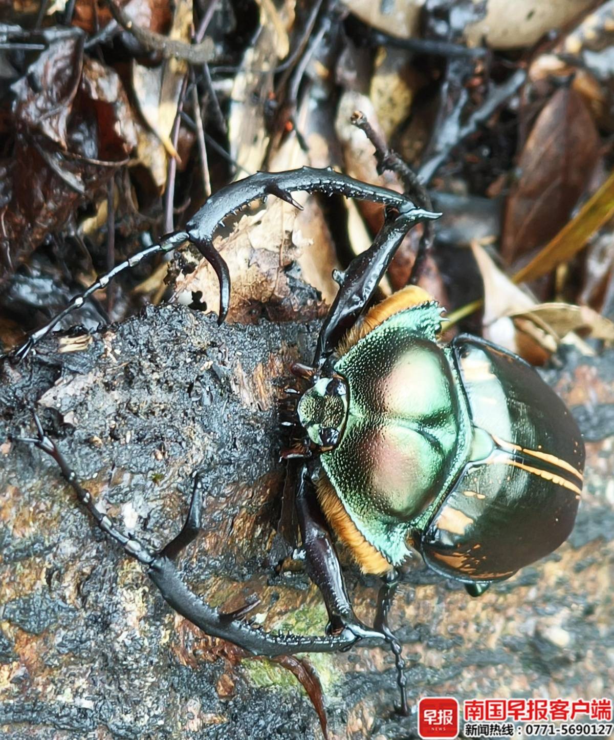 好华丽!“昆虫界大熊猫”阳彩臂金龟现身广西猫儿山