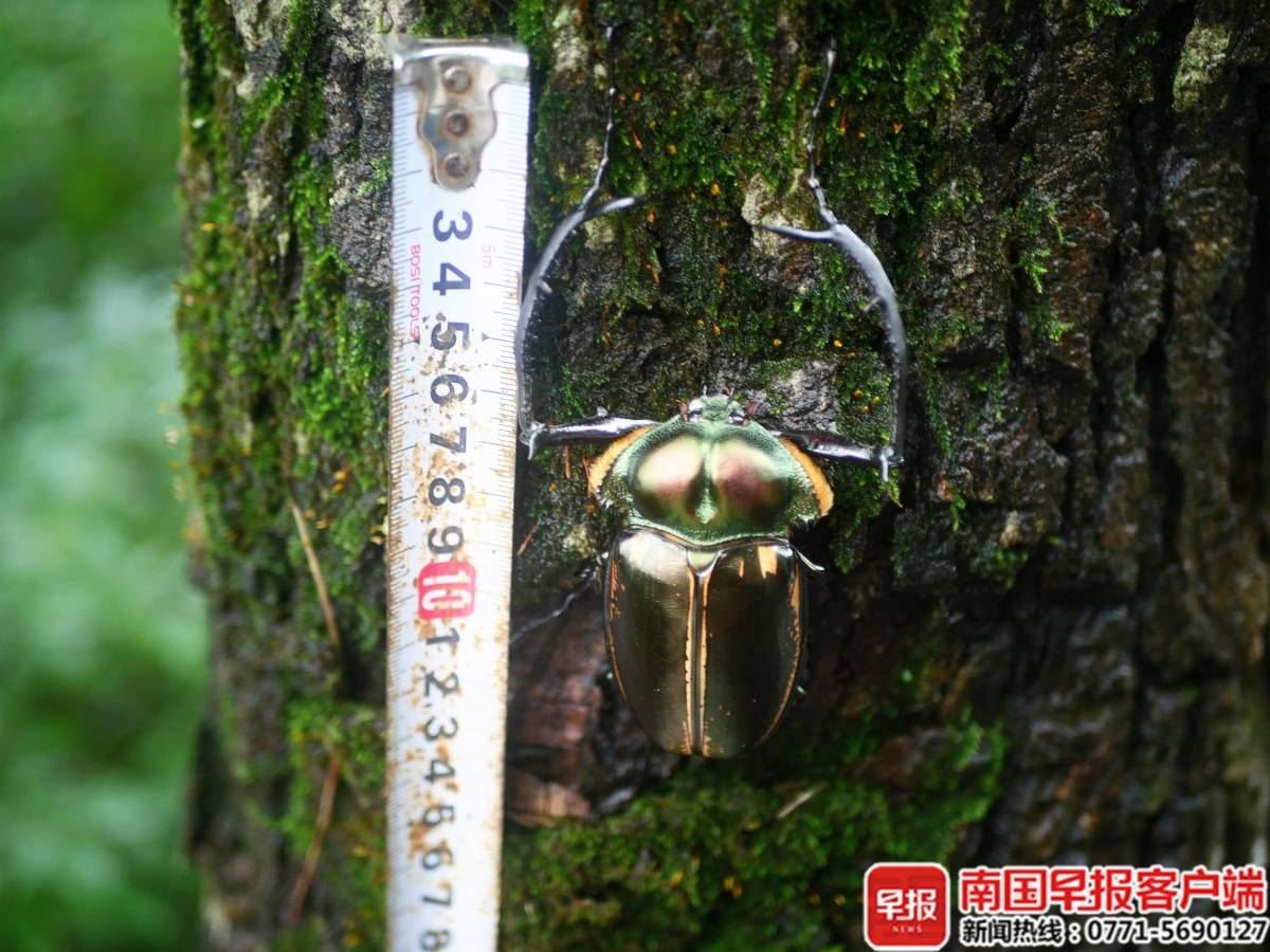 好华丽!“昆虫界大熊猫”阳彩臂金龟现身广西猫儿山