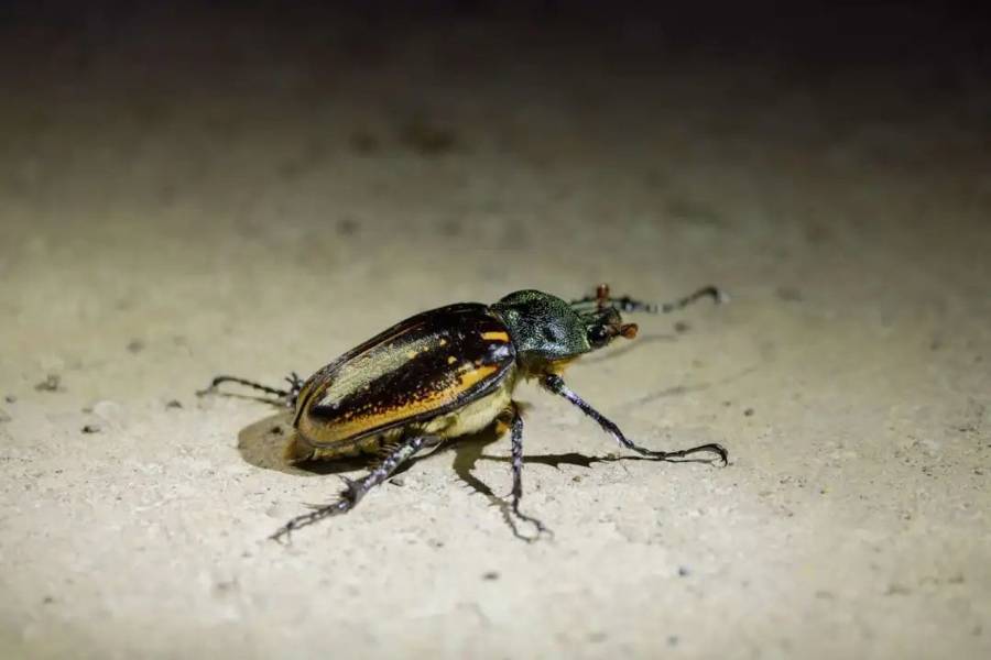 浙江首次野外捕获“昆虫界大熊猫”阳彩臂金龟雌雄对