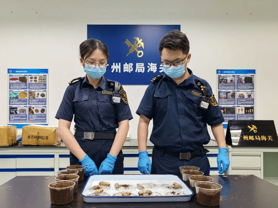 你看它又肥又大！广州海关在进境邮递渠道查获活体金龟科物种幼虫
