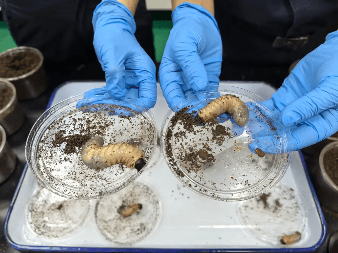 你看它又肥又大!广州海关在进境邮递渠道查获活体金龟科物种幼虫