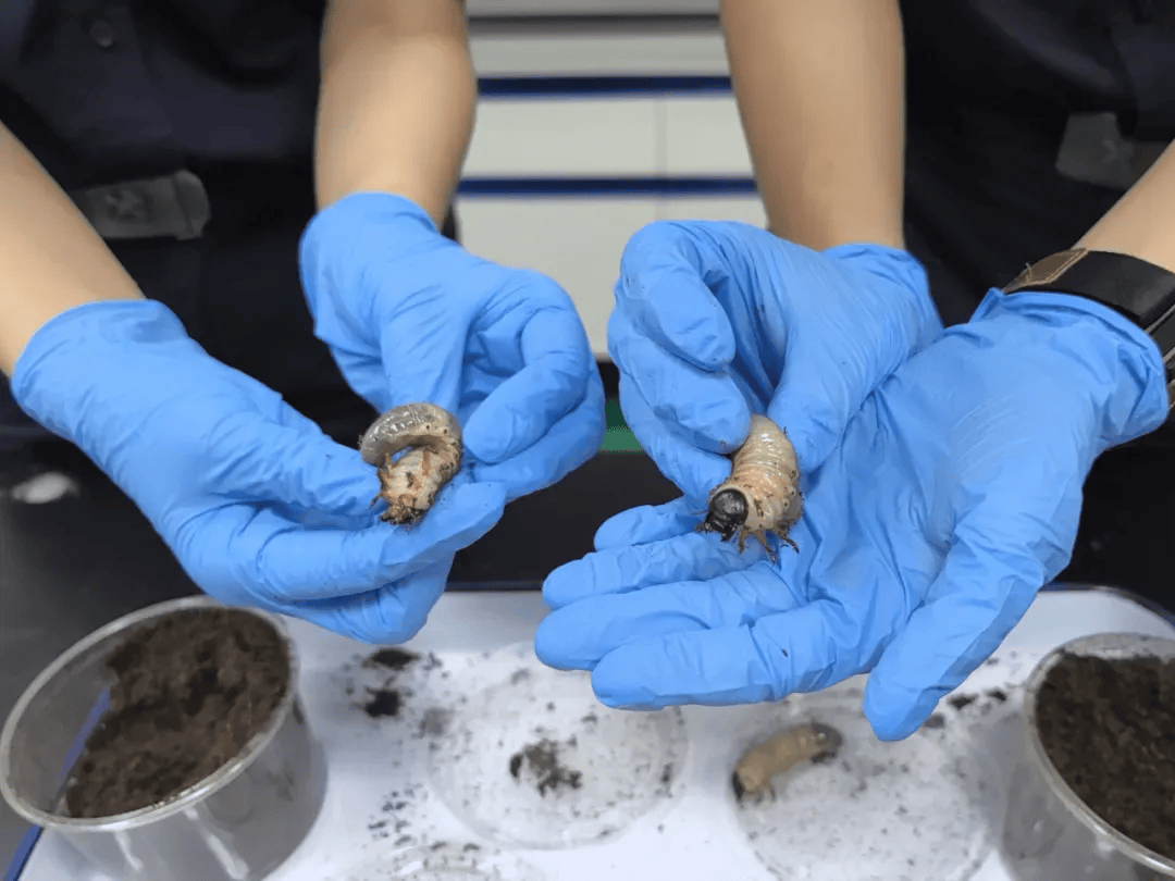你看它又肥又大!广州海关在进境邮递渠道查获活体金龟科物种幼虫