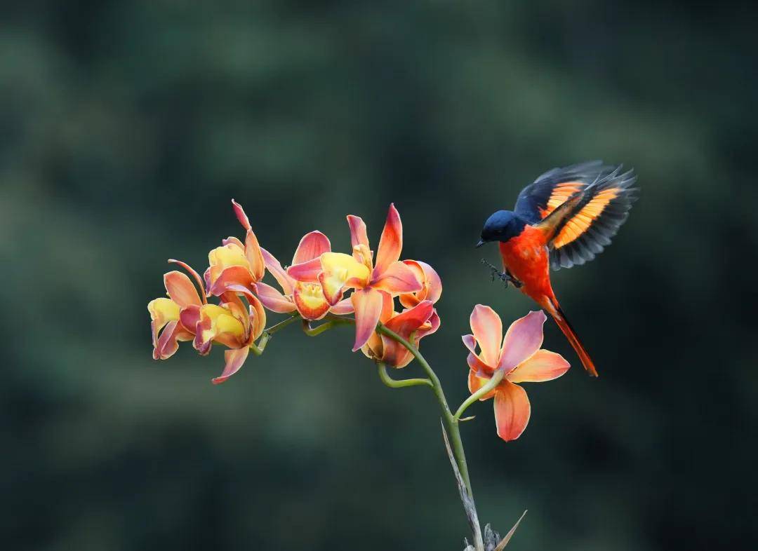 昆明秋冬拍鸟季：黄龙箐、金龟山、猫猫箐鸟塘里的光影盛宴