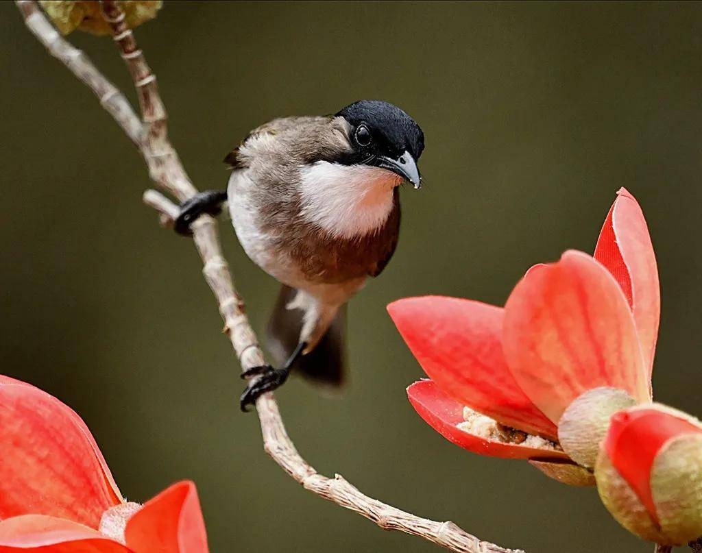 昆明秋冬拍鸟季:黄龙箐、金龟山、猫猫箐鸟塘里的光影盛宴