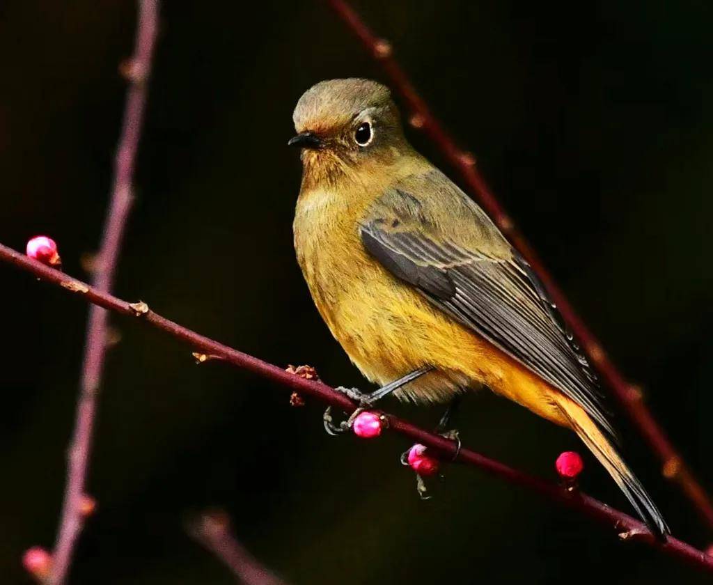 昆明秋冬拍鸟季:黄龙箐、金龟山、猫猫箐鸟塘里的光影盛宴