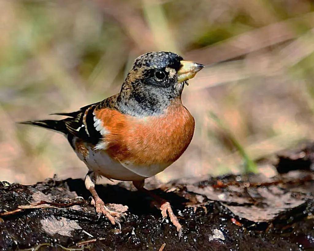 昆明秋冬拍鸟季:黄龙箐、金龟山、猫猫箐鸟塘里的光影盛宴