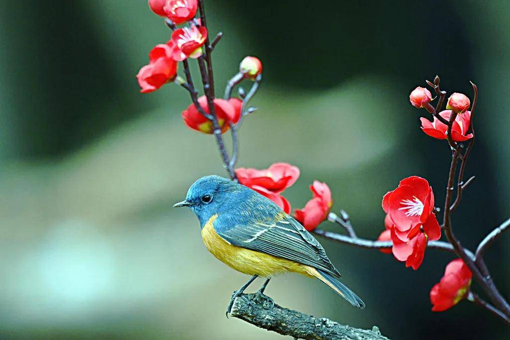 昆明秋冬拍鸟季:黄龙箐、金龟山、猫猫箐鸟塘里的光影盛宴