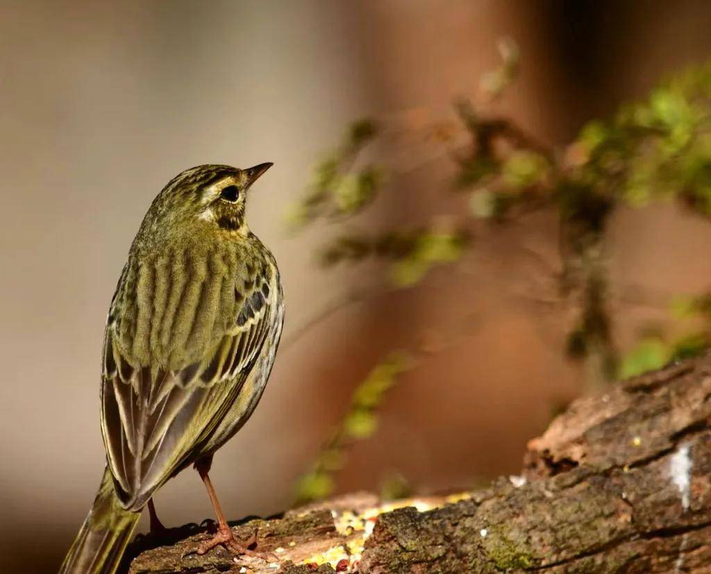 昆明秋冬拍鸟季:黄龙箐、金龟山、猫猫箐鸟塘里的光影盛宴