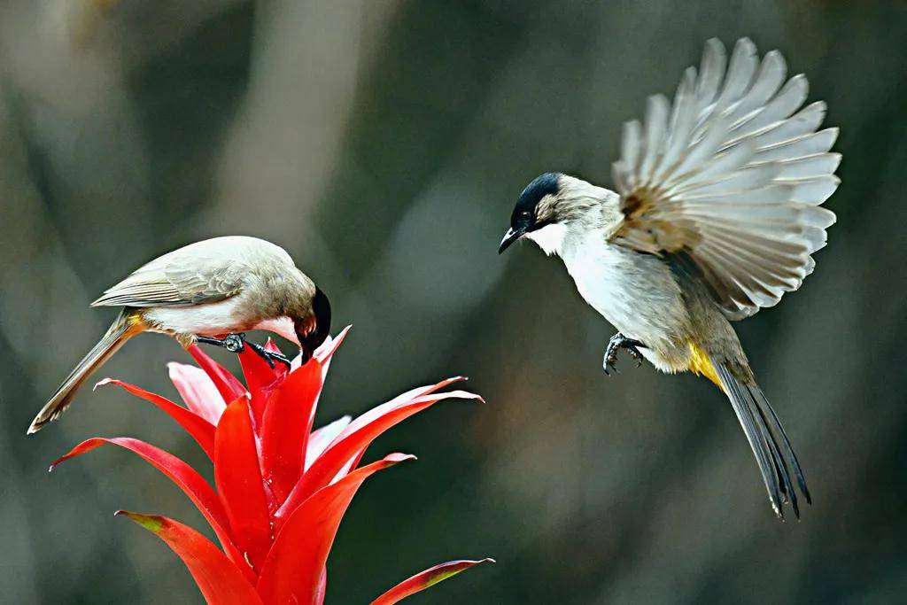 昆明秋冬拍鸟季:黄龙箐、金龟山、猫猫箐鸟塘里的光影盛宴