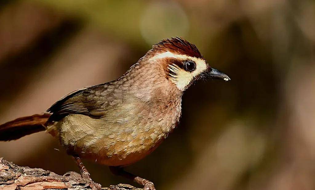 昆明秋冬拍鸟季:黄龙箐、金龟山、猫猫箐鸟塘里的光影盛宴