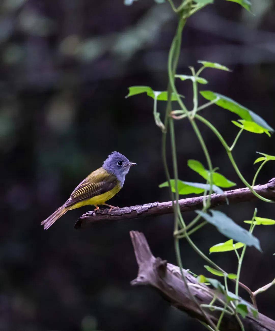 昆明秋冬拍鸟季:黄龙箐、金龟山、猫猫箐鸟塘里的光影盛宴