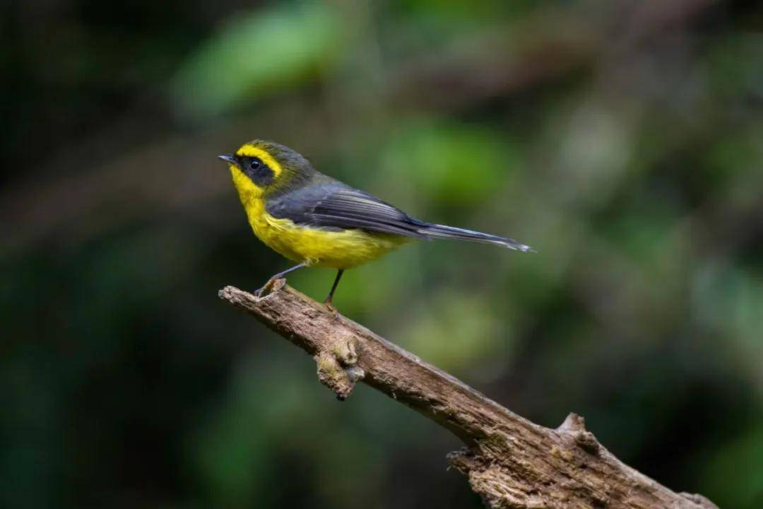 昆明秋冬拍鸟季:黄龙箐、金龟山、猫猫箐鸟塘里的光影盛宴