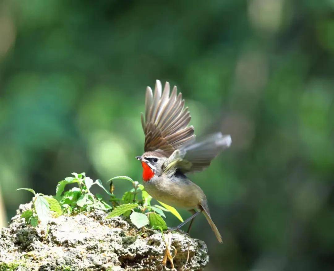 昆明秋冬拍鸟季:黄龙箐、金龟山、猫猫箐鸟塘里的光影盛宴