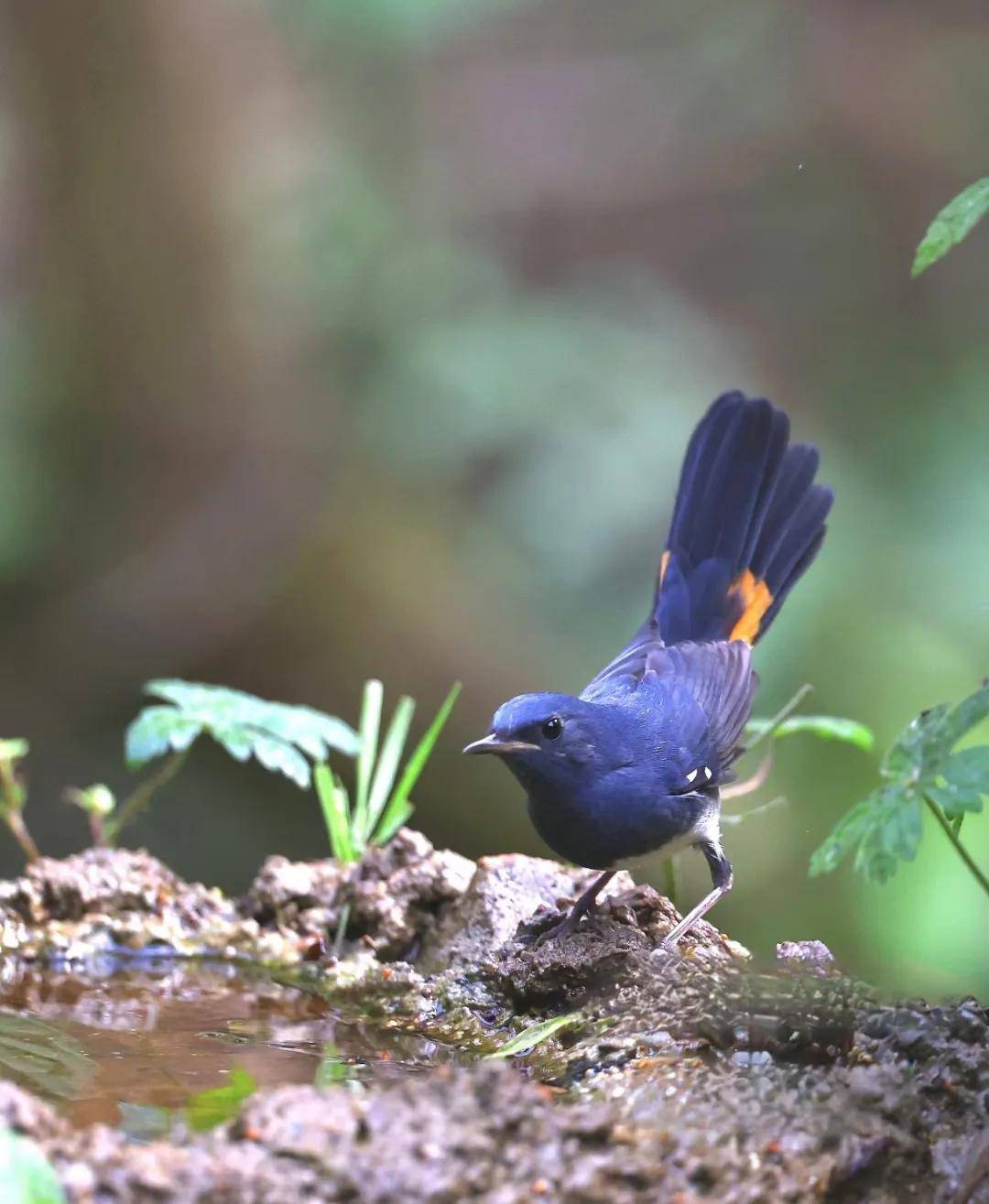 昆明秋冬拍鸟季:黄龙箐、金龟山、猫猫箐鸟塘里的光影盛宴