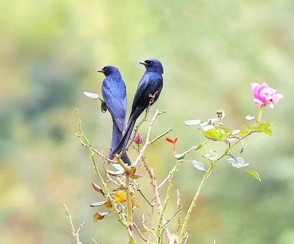 昆明秋冬拍鸟季:黄龙箐、金龟山、猫猫箐鸟塘里的光影盛宴