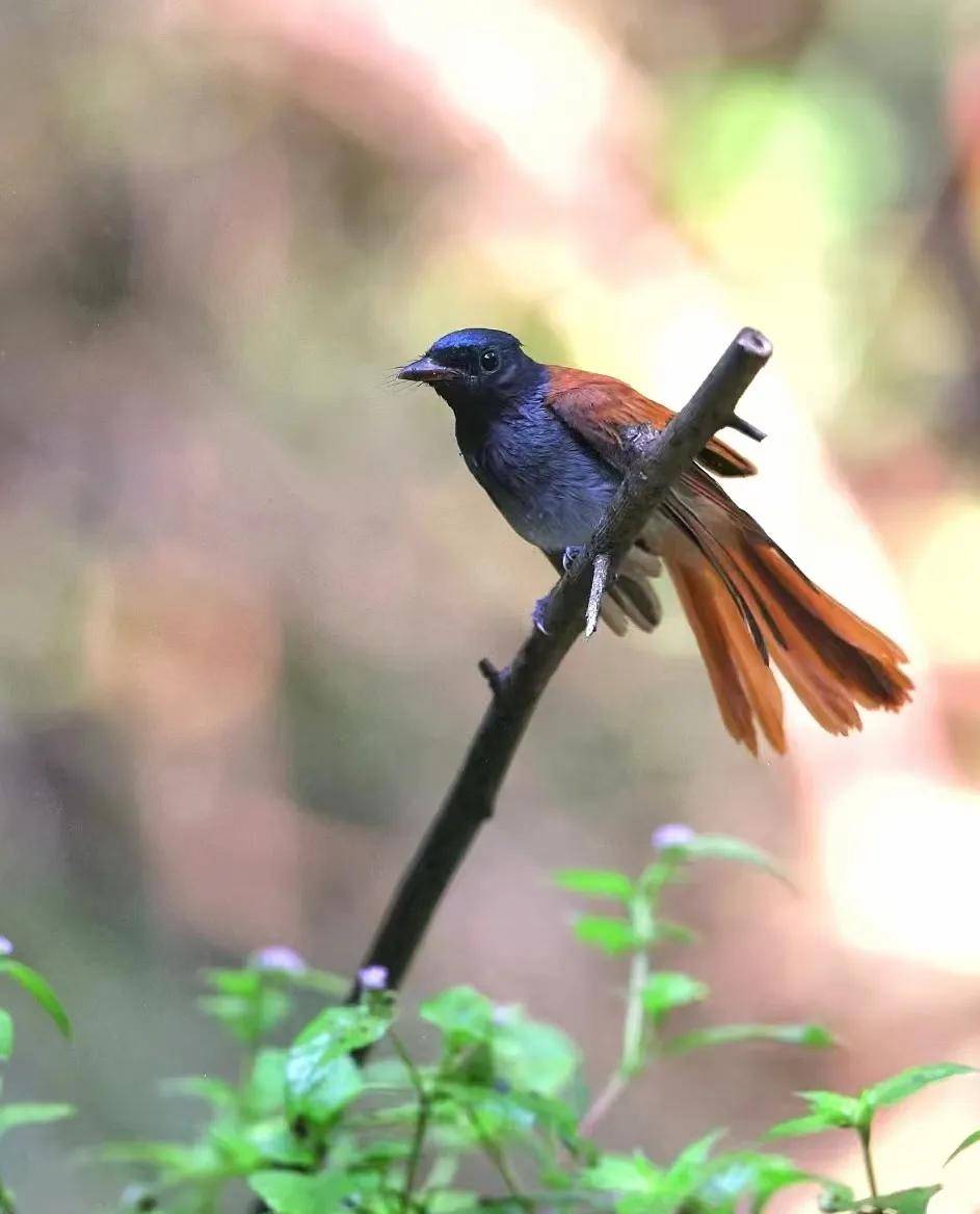 昆明秋冬拍鸟季:黄龙箐、金龟山、猫猫箐鸟塘里的光影盛宴