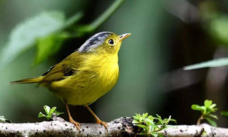 昆明秋冬拍鸟季:黄龙箐、金龟山、猫猫箐鸟塘里的光影盛宴