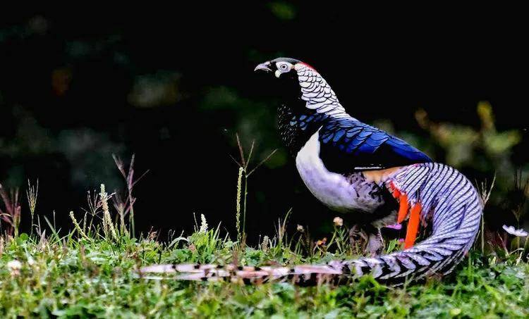 昆明秋冬拍鸟季:黄龙箐、金龟山、猫猫箐鸟塘里的光影盛宴