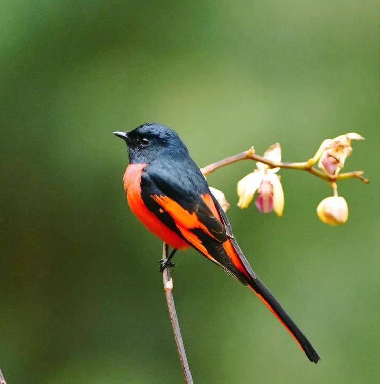 昆明秋冬拍鸟季:黄龙箐、金龟山、猫猫箐鸟塘里的光影盛宴
