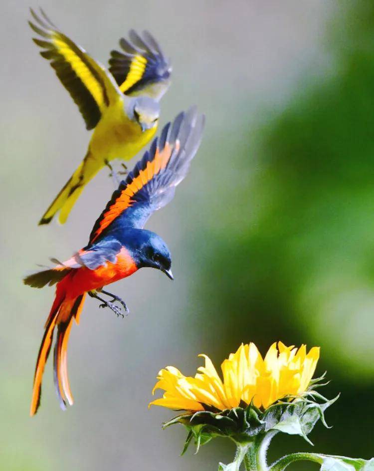 昆明秋冬拍鸟季:黄龙箐、金龟山、猫猫箐鸟塘里的光影盛宴