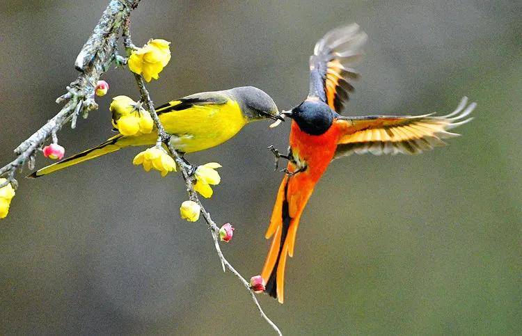 昆明秋冬拍鸟季:黄龙箐、金龟山、猫猫箐鸟塘里的光影盛宴