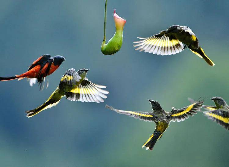 昆明秋冬拍鸟季:黄龙箐、金龟山、猫猫箐鸟塘里的光影盛宴