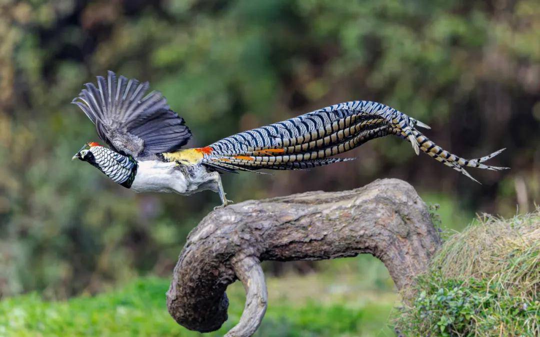 昆明秋冬拍鸟季:黄龙箐、金龟山、猫猫箐鸟塘里的光影盛宴