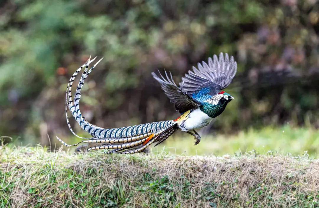 昆明秋冬拍鸟季:黄龙箐、金龟山、猫猫箐鸟塘里的光影盛宴