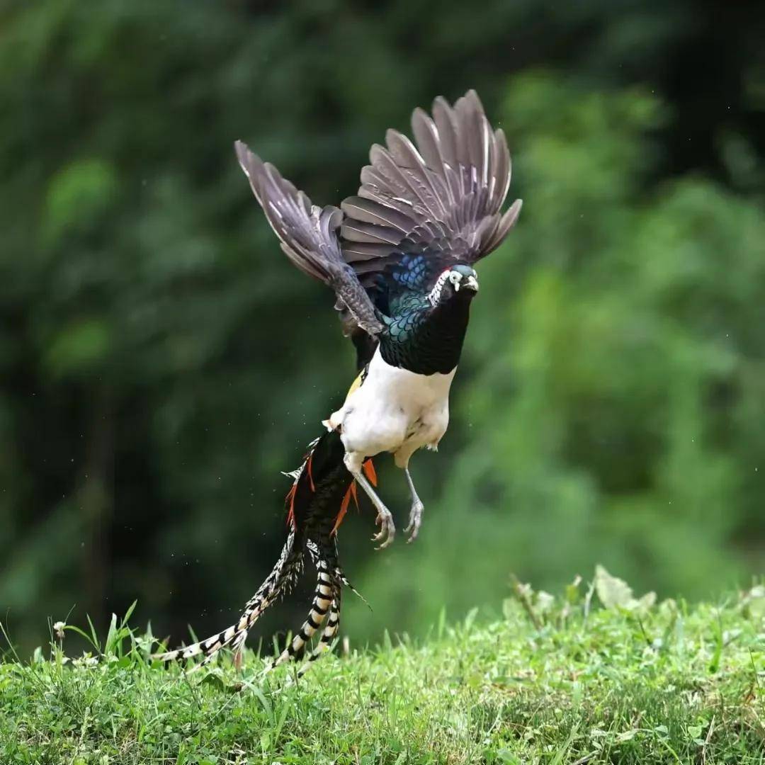 昆明秋冬拍鸟季:黄龙箐、金龟山、猫猫箐鸟塘里的光影盛宴