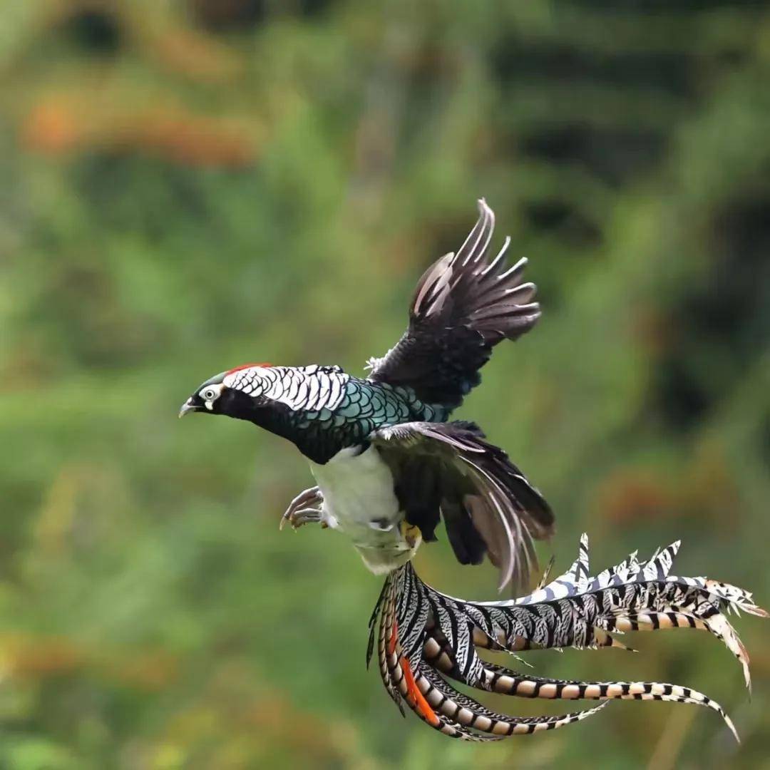 昆明秋冬拍鸟季:黄龙箐、金龟山、猫猫箐鸟塘里的光影盛宴