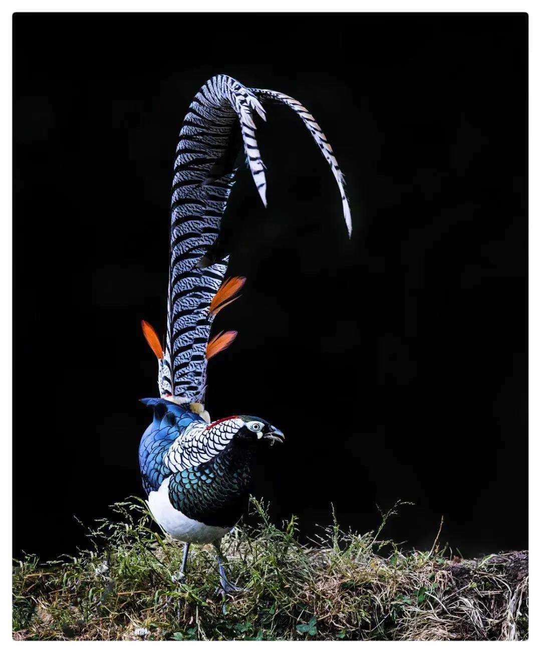 昆明秋冬拍鸟季:黄龙箐、金龟山、猫猫箐鸟塘里的光影盛宴