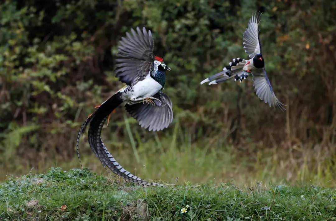 昆明秋冬拍鸟季:黄龙箐、金龟山、猫猫箐鸟塘里的光影盛宴