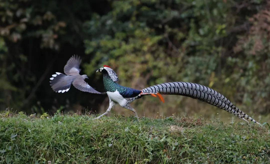 昆明秋冬拍鸟季:黄龙箐、金龟山、猫猫箐鸟塘里的光影盛宴