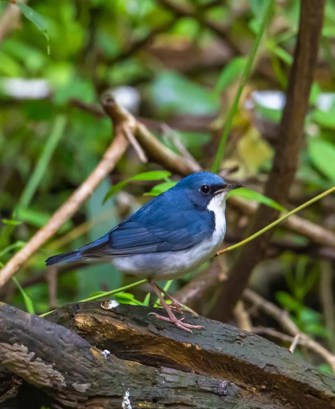 昆明秋冬拍鸟季:黄龙箐、金龟山、猫猫箐鸟塘里的光影盛宴