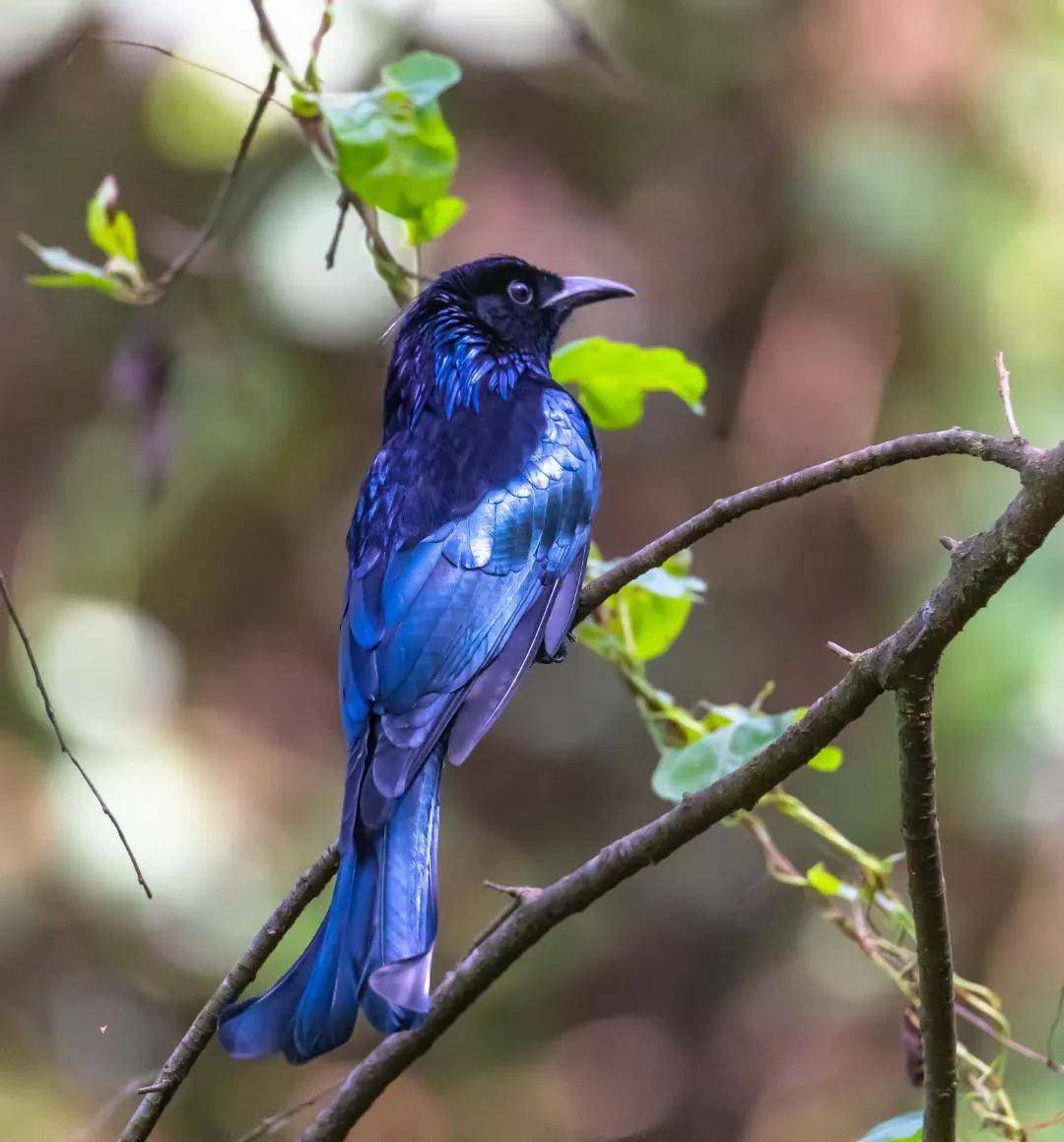 昆明秋冬拍鸟季:黄龙箐、金龟山、猫猫箐鸟塘里的光影盛宴