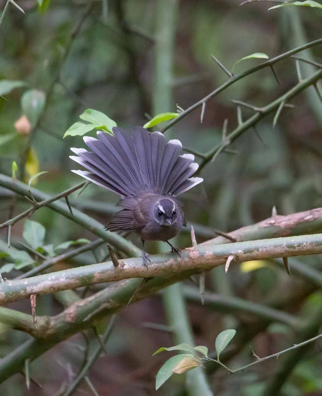 昆明秋冬拍鸟季:黄龙箐、金龟山、猫猫箐鸟塘里的光影盛宴