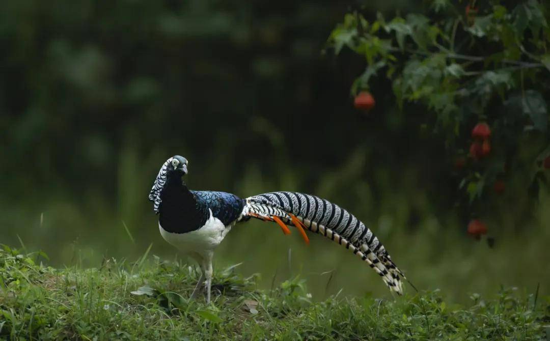 昆明秋冬拍鸟季:黄龙箐、金龟山、猫猫箐鸟塘里的光影盛宴