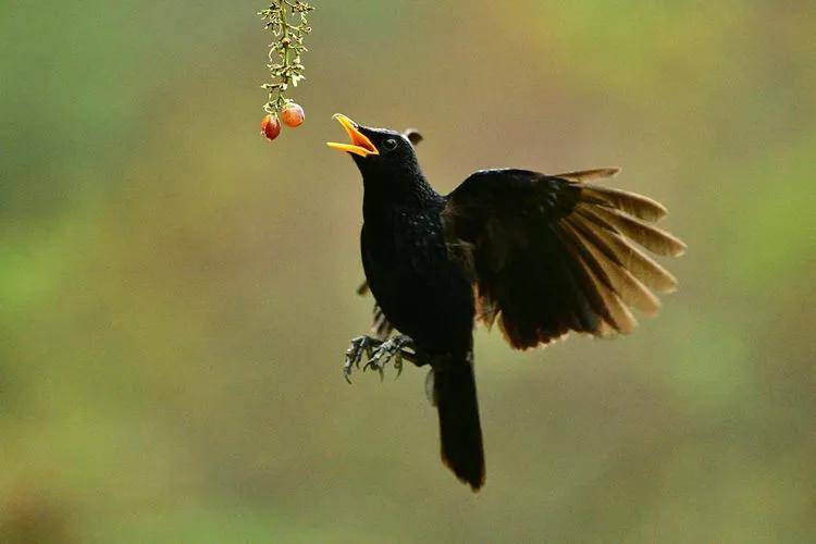 昆明秋冬拍鸟季:黄龙箐、金龟山、猫猫箐鸟塘里的光影盛宴