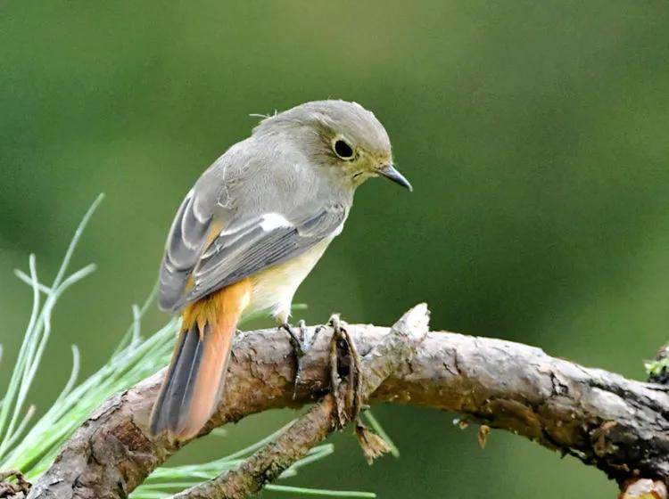 昆明秋冬拍鸟季:黄龙箐、金龟山、猫猫箐鸟塘里的光影盛宴