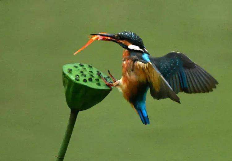 昆明秋冬拍鸟季:黄龙箐、金龟山、猫猫箐鸟塘里的光影盛宴