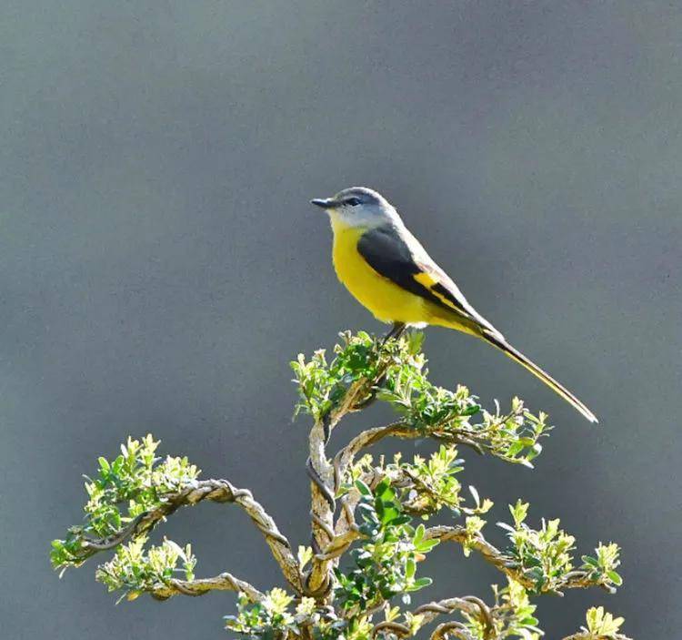 昆明秋冬拍鸟季:黄龙箐、金龟山、猫猫箐鸟塘里的光影盛宴