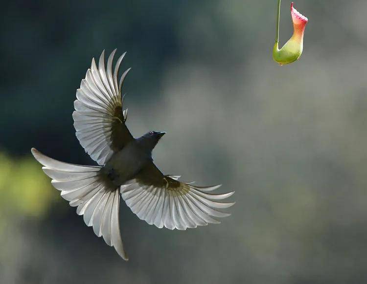 昆明秋冬拍鸟季:黄龙箐、金龟山、猫猫箐鸟塘里的光影盛宴